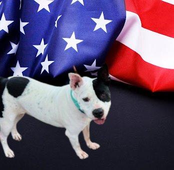 French Bulldog mx picture 1