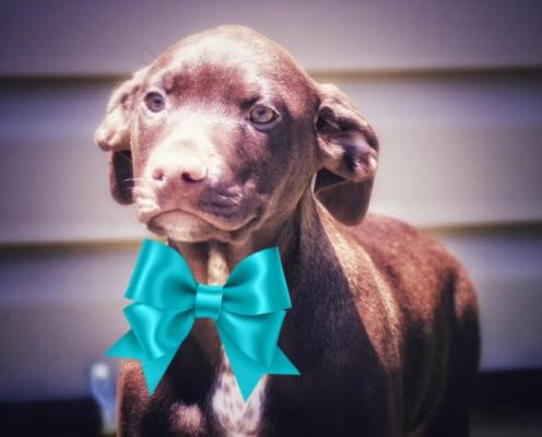 Chocolate lab mix puppies picture 1