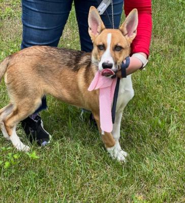 SHELTIE , SHELTIE MIX picture 1