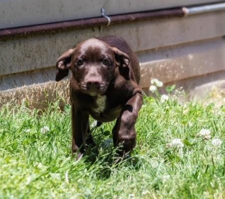 PUPPIES, PUPPPIES picture 3