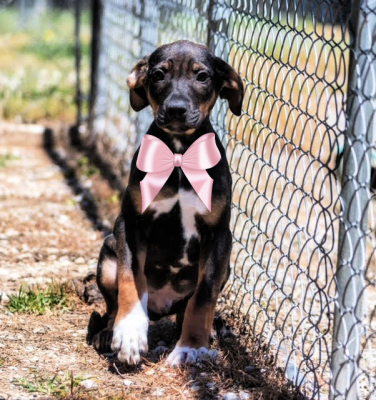 PUPPIES, PUPPPIES picture 4