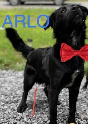 ARLO picture 2