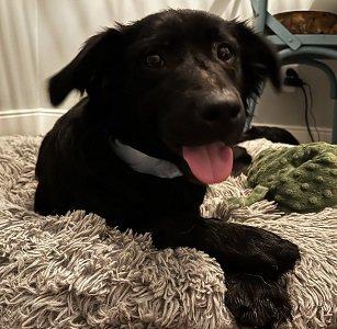 ARLO picture 1