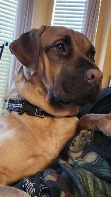 Milo picture 1