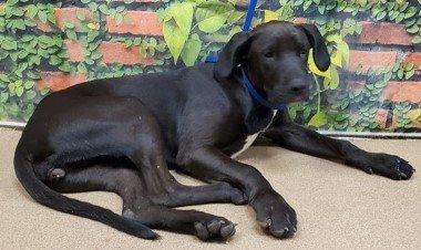 Great Dane Mix picture 1