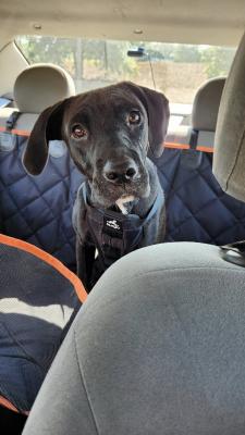 Great Dane Mix picture 2