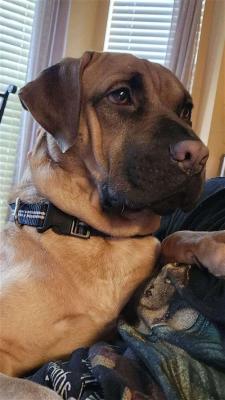 Mastiff, Mastiff picture 1