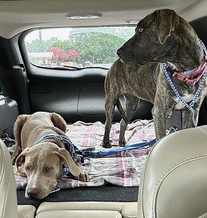 Adorable silver lab female picture 2