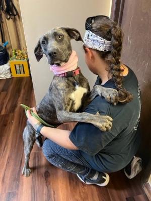 Adorable silver lab female picture 1