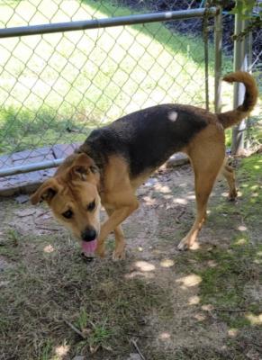 Hazel picture 3