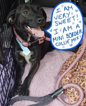 MINI BORDER COLLIE MIX picture 1