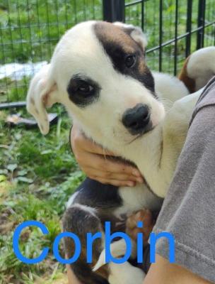 CORBIN picture 1