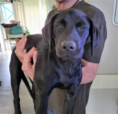 Black Lab puppies male females picture 2