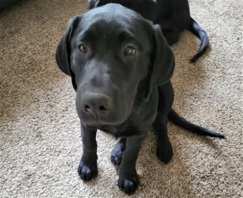 Black Lab puppies male females picture 3