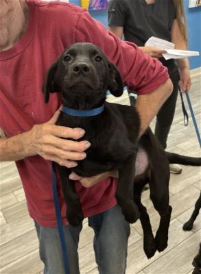 Black Lab puppies male females picture 1