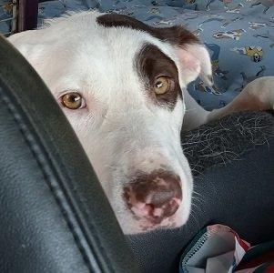 Border collie , male picture 2
