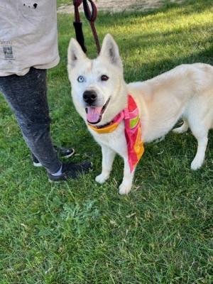 Beautiful Siberian Husky picture 1