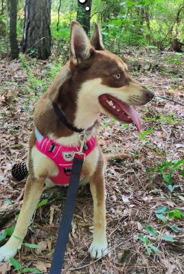 Beautiful Siberian Husky picture 2