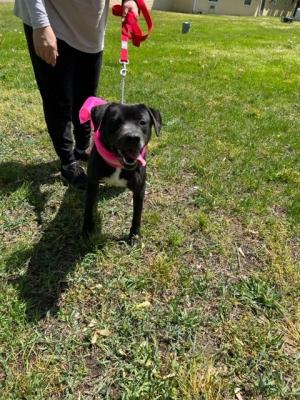 LAB BORDER COLLIE MIX picture 2
