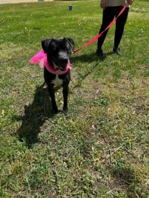 LAB BORDER COLLIE MIX picture 1