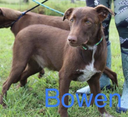 Bowen picture 1