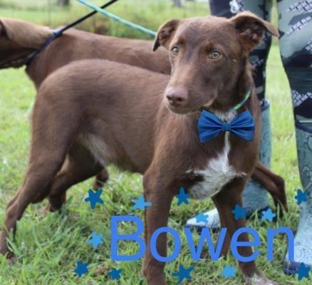 Bowen picture 2