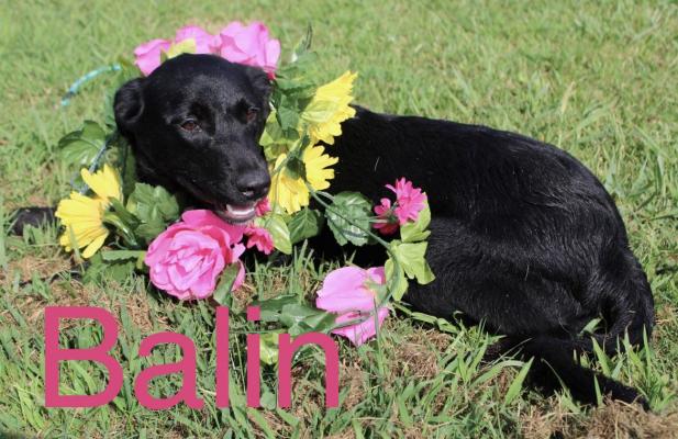 BALIN picture 1