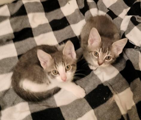 KITTENS, KITTENS picture 1