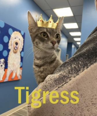 TIGRESS picture 1