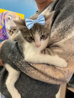 KITTEN, KITTENS picture 2