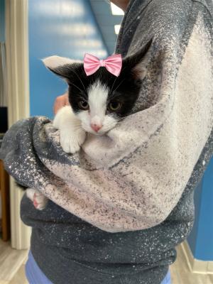 KITTEN, KITTENS picture 3
