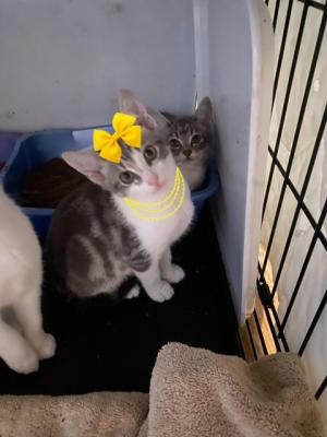 KITTEN, KITTENS picture 1
