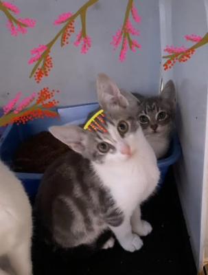KITTEN, KITTENS picture 4