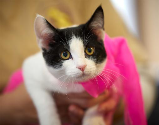 KITTEN, KITTENS picture 2