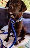 Chocolate Lab mix puppies picture 3