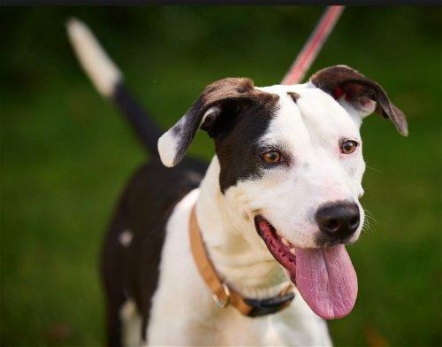 Border Collie mix, Border collie mies picture 2