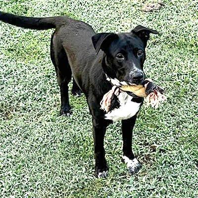Border Collie mix, Border collie mies picture 4