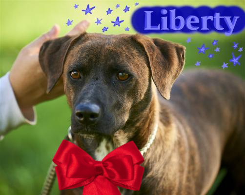 Liberty picture 1