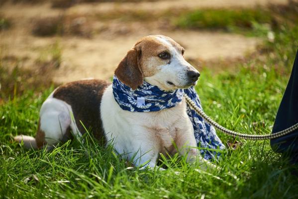 Oliver picture 3