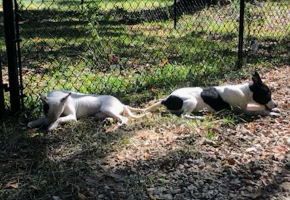 Sheba picture 3