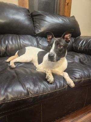 Sheba picture 1