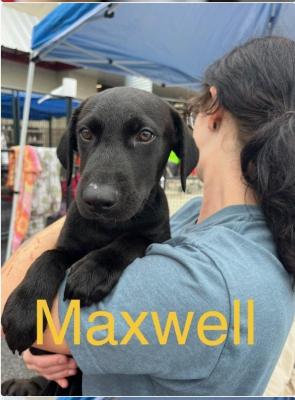 Maxwell picture 1