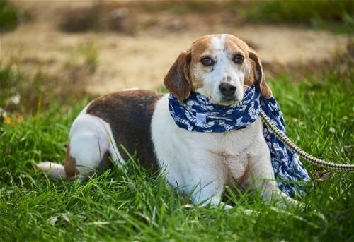 Beagle Beagle picture 1