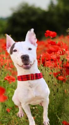 Jack Russell mixes picture 2