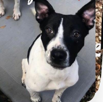 Jack Russell mixes picture 3
