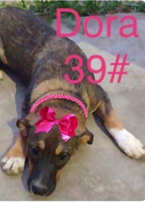 DORA picture 2