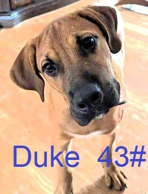 Duke picture 1