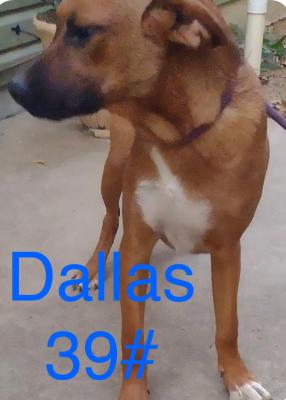 DALLAS picture 2