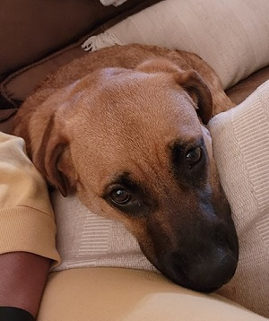 Duke picture 1