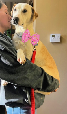 Golden lab mix pups female picture 2